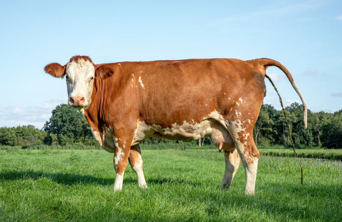 Vaca Holandesas - Stikstof . A crise de nitrogênio na Holana