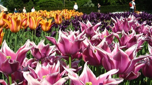 Tulipas - Holanda (c) Bailandesa