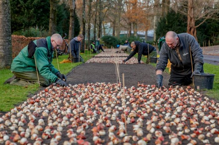 Keukenhof - parque das tulipas na Holanda - Balisandesa.nl