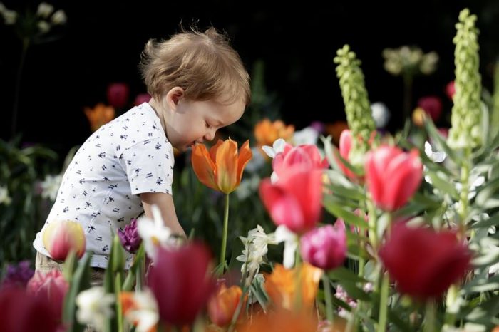 Keukenhof - Ingressos - Parque das tulipas na Holanda - Bailandesa