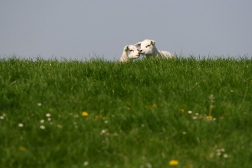 Ovelhas - Primavera - O que fazer na Holanda na primavera ©Bailandesa.nl 