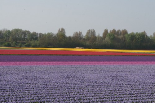 Lisse - Campos de Tulipas - Holanda ©Bailandesa.nl