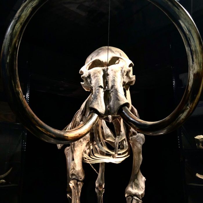 Museu Naturalis na Holanda - esqueleto de Mamute