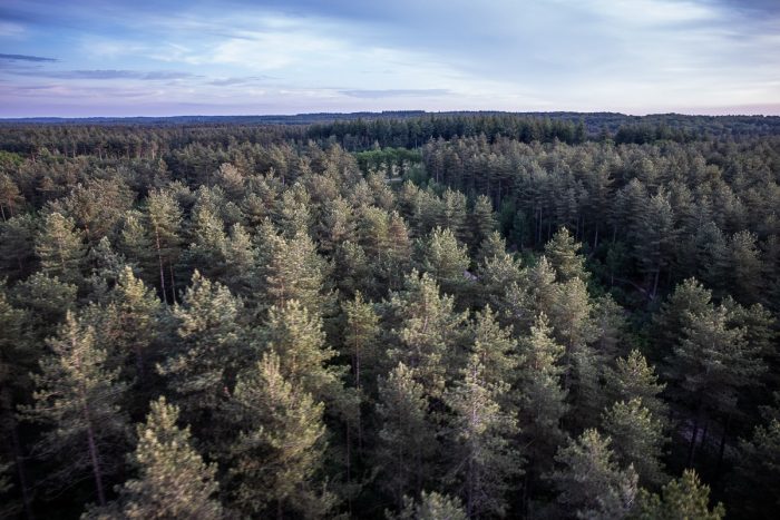 visão da floresta (c) Bailandesa.nl