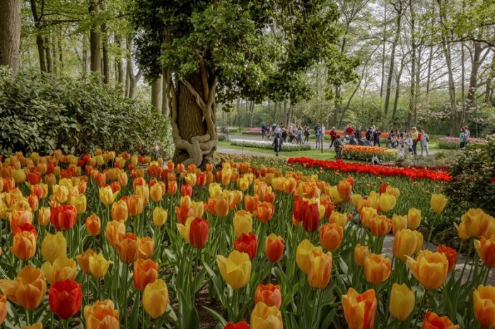 Keukenhof - Ingressos - Parque das tulipas - (c) Bailandesa